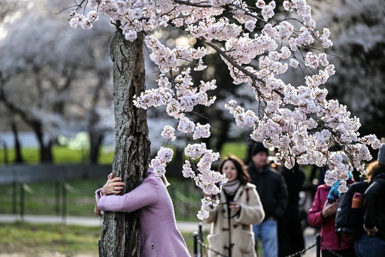 A visitor hugs a cherry tree nicknamed "Stumpy"
