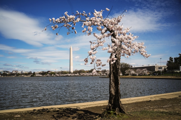 Beloved Japanese cherry blossom tree 'Stumpy' makes its last bloom
