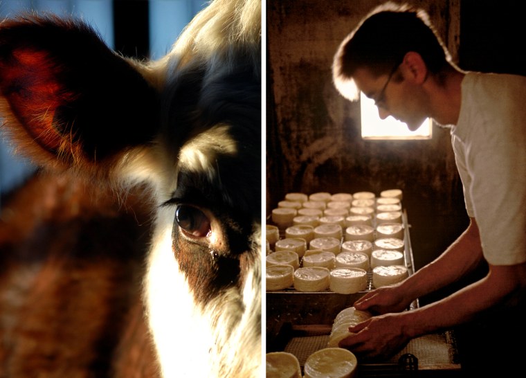 A Normandy cow that provides milk for Camembert cheese at a farm near Isigny Sainte-Mere; a cheesemaker in Camembert.