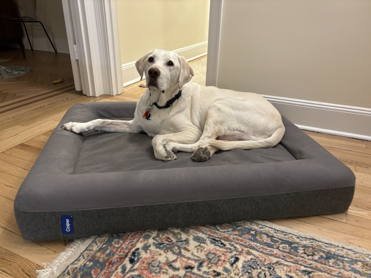 Yellow labrador retriever sitting up on a Casper Dog Bed.