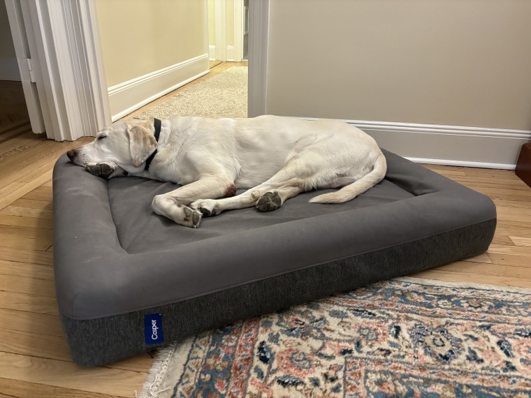 A yellow labrador retriever laying down on a large gray Casper Dog Bed.