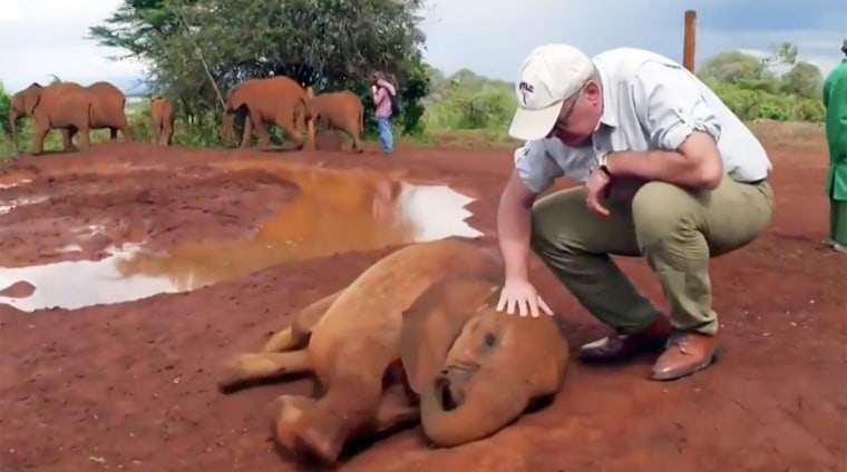 Harry Smith petting an elephant