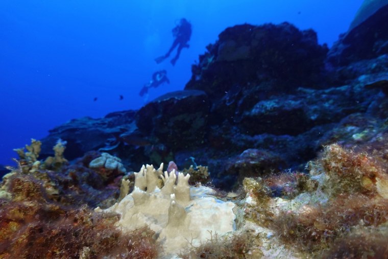 Bleached coral at the Flower Garden Banks National Marine Sanctuary, off the coast of Galveston, Texas, in the Gulf of Mexico, on September 16, 2023.