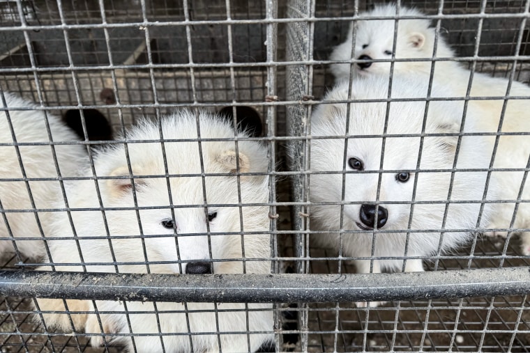A view shows white raccoon dogs inside cages at a fur farm in Pulandian, Liaoning province