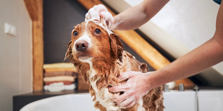 Some dogs can go three to six months without a bath, while others need much more frequent shampooing, according to experts.