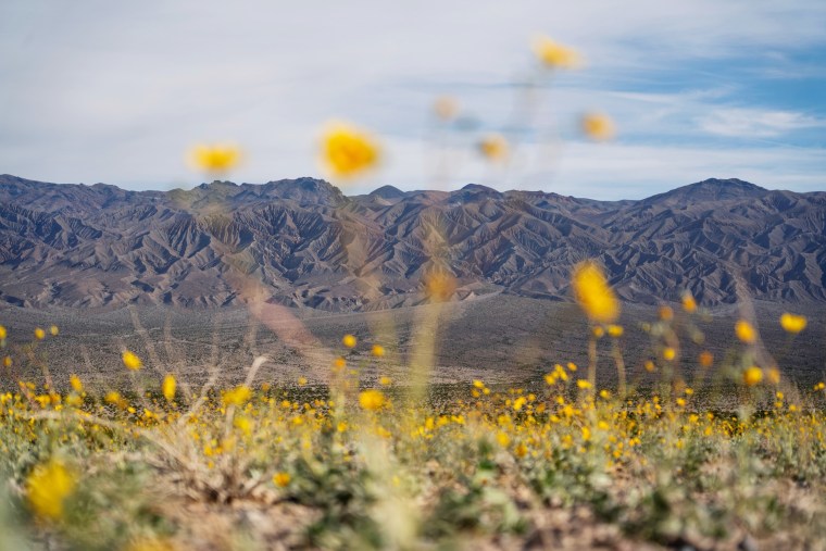Wildflowers bloom in Panamint Springs in Death Valley National Park on Nov. 10, 2023. 