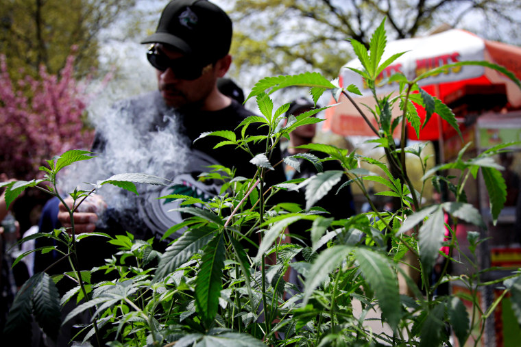 A Marijuana plant is displayed as a person smokes marijuana