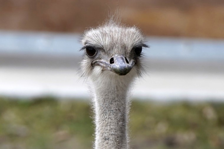 Karen, an ostrich at the Topeka Zoo in Topeka, Kan.