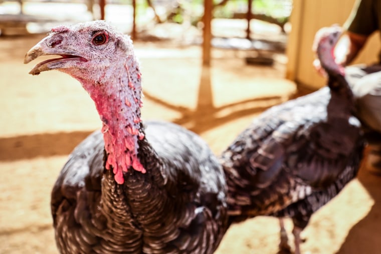 Rescued turkeys, with shorn beaks from a factory farm