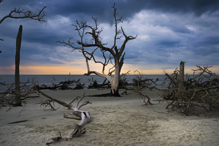 Driftwood rests on a boneyard beach, a popular term for the weathered remains of shoreline trees that have fallen from an eroding maritime forest due to climate change, at Hunting Island State Park in St. Helena, S.C., on July 10, 2023. 