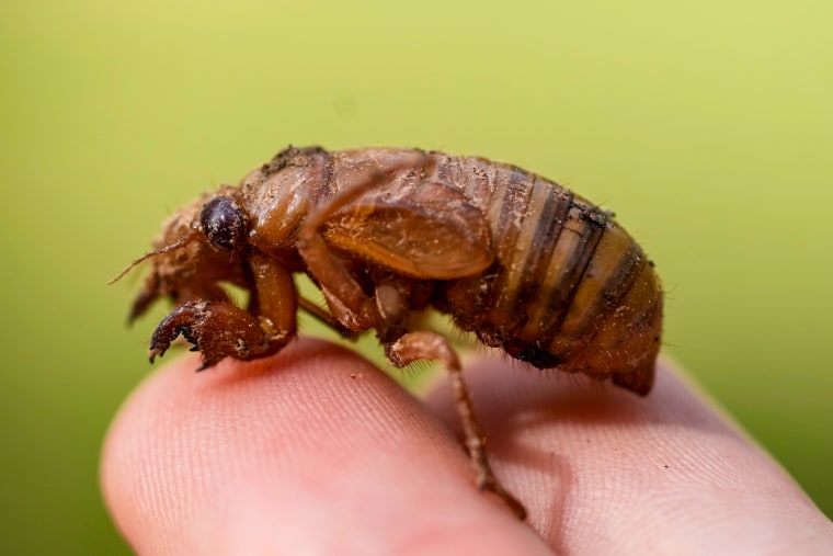 A periodical cicada nymph is held