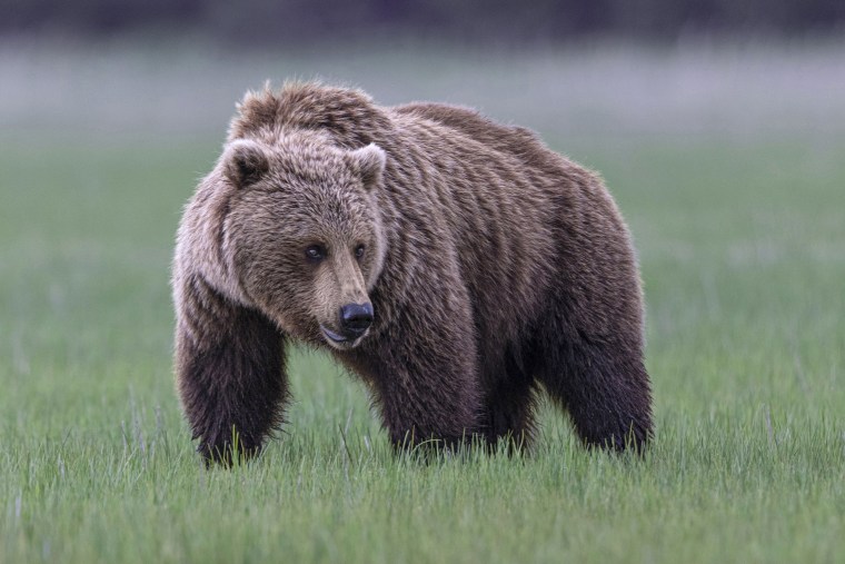 خرس گریزلی در آلاسکا