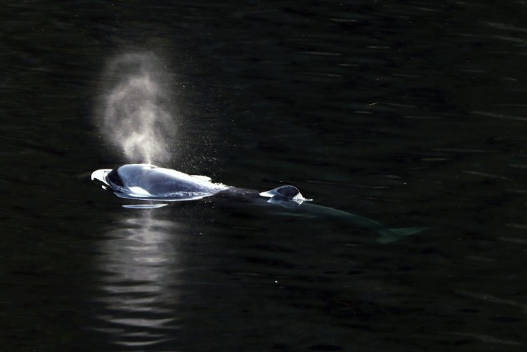 A two-year-old female orca calf swims