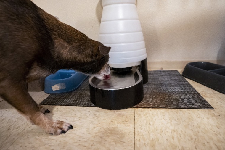 Richelle Dietz's dog, Rocket, drinks dispensed water at their home on Monday, April 22, 2024, in Honolulu, Hawaii. 