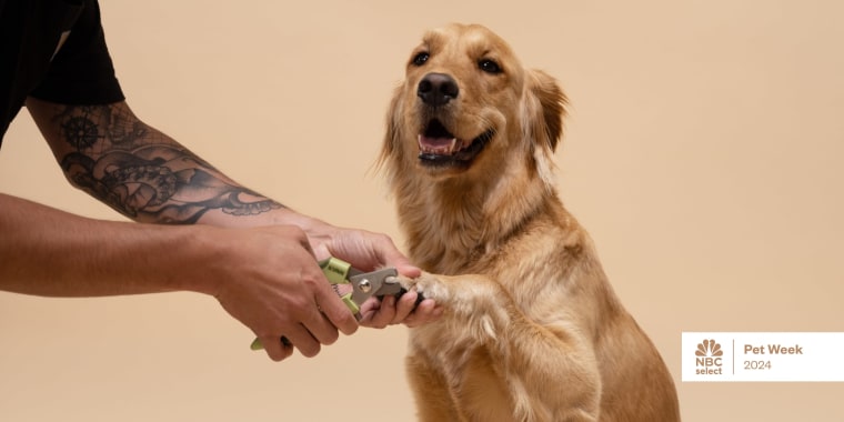 Experts recommend playing with your dog’s paws and getting them used to having their feet touched before starting the nail trimming process.