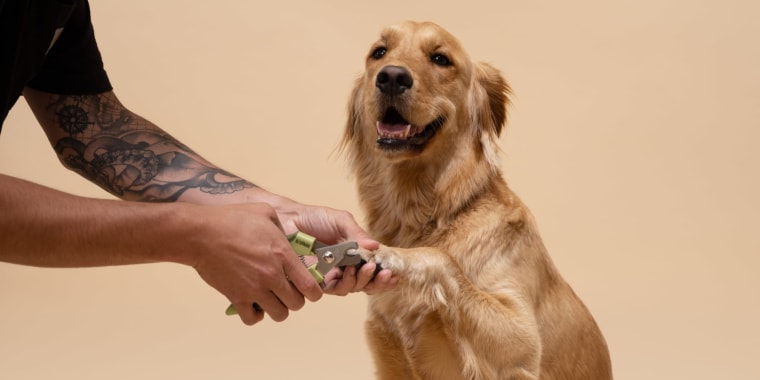 Experts recommend playing with your dog’s paws and getting them used to having their feet touched before starting the nail trimming process.