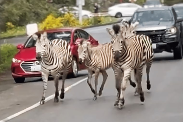 Zebras run loose on the eastern outskirts of Seattle.