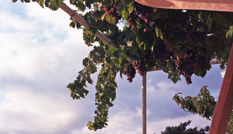 Grape vines.
