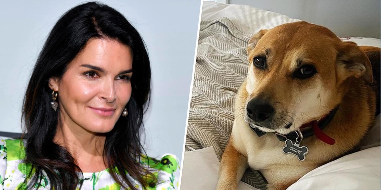 Angie Harmon, Ollie