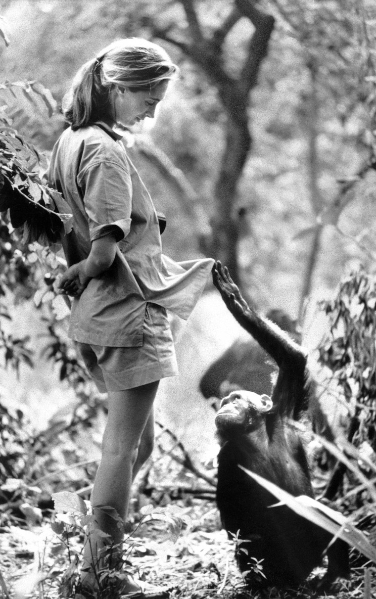 Jane Goodall with a Chimpanzee