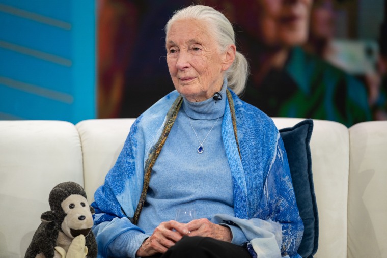 Jane Goodall on TODAY