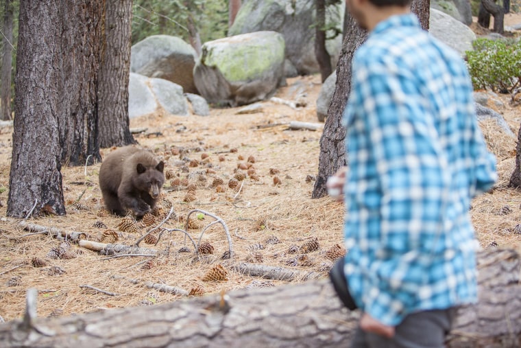 27-years-old man, tourist,  filming the young wild black american bear in the forest in Yosemite National Park