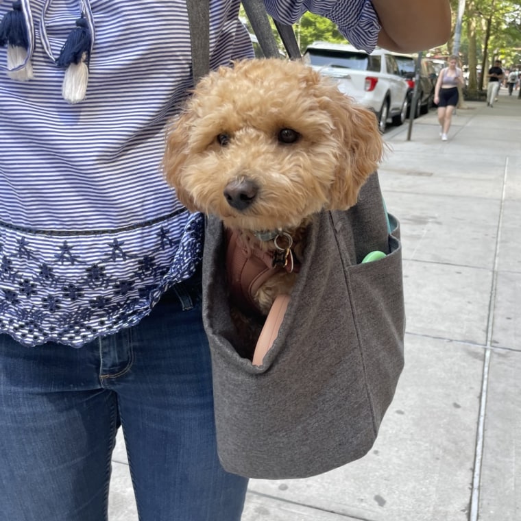 Malitpoo in tote travel carrier