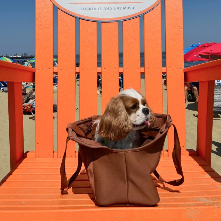 Cavalier King Charles spaniel dog sitting in a tote carrier on an orange chair