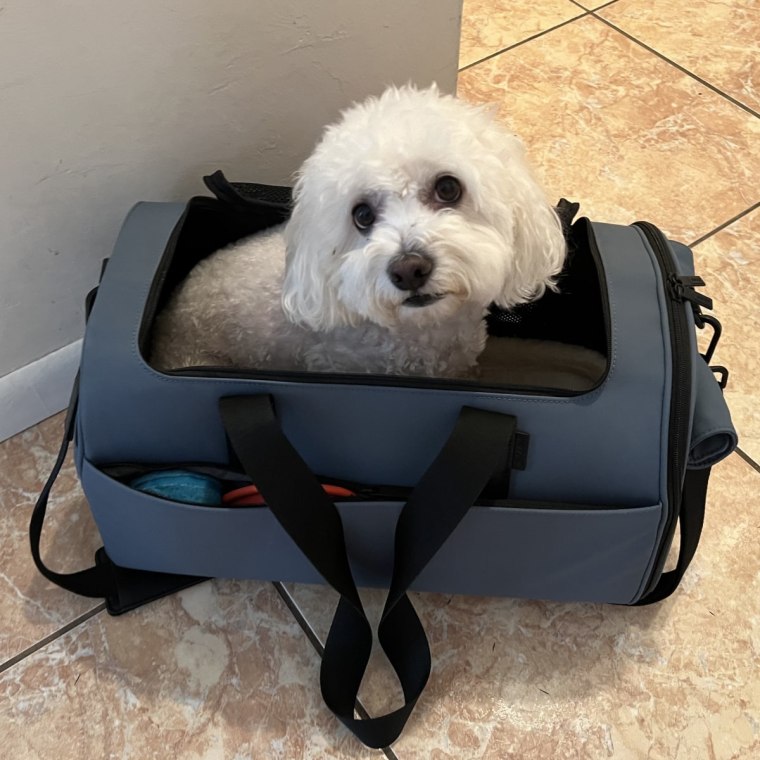 Dog sitting in blue travel carrier