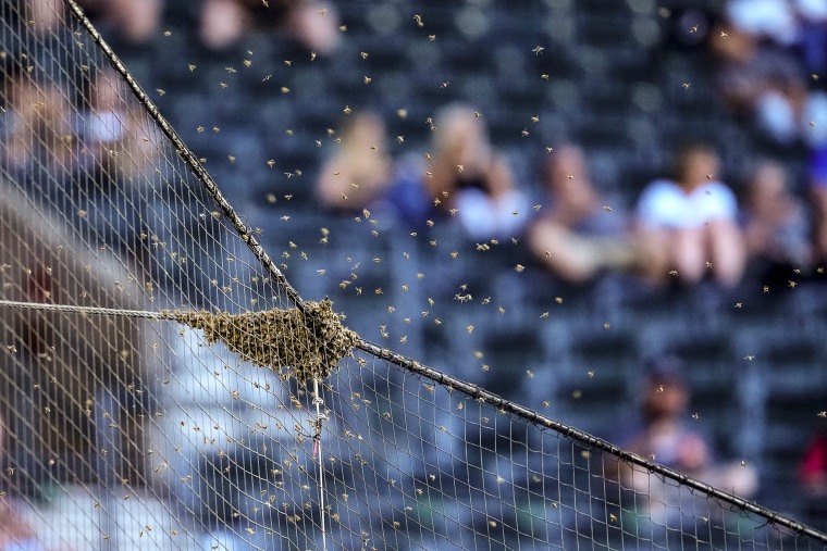 Image: A swarm of bees gather on the net behind home plate