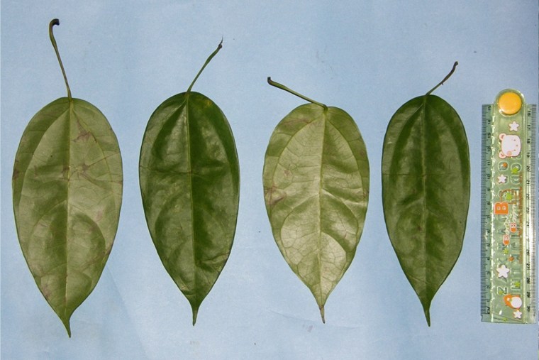 Four Fibraurea tinctoria leaves in a row next to a ruler