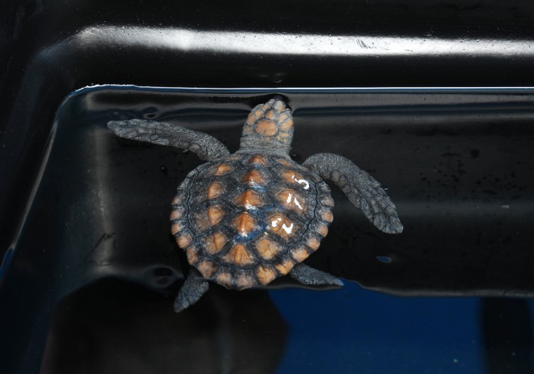 The aquarium is stretched beyond capacity after more than 500 baby sea turtles were washed onto beaches by a rare and powerful storm and rescued by members of the public.