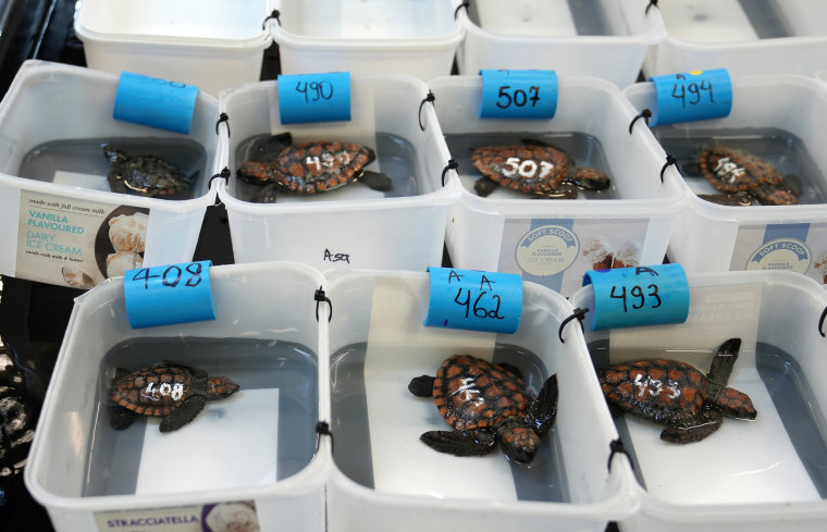 The aquarium is stretched beyond capacity after more than 500 baby sea turtles were washed onto beaches by a rare and powerful storm and rescued by members of the public (AP Photo/Nardus Engelbrecht)