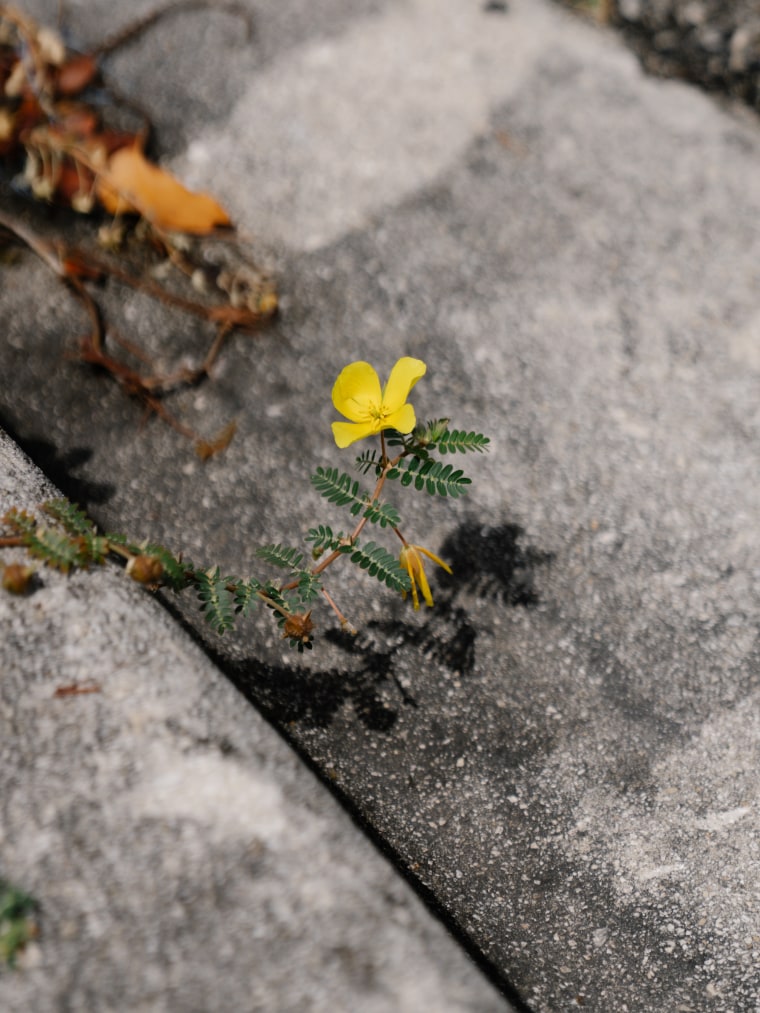 A yellow flower emerges from a concrete sidewalk