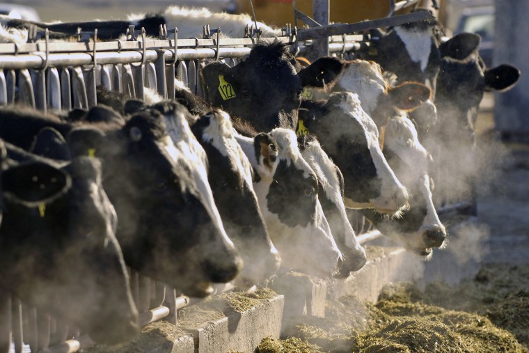 Holstein dairy cows.