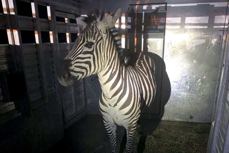 The zebra 'Shug' in a trailer 