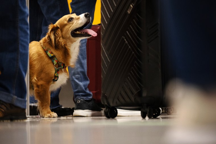 dog import rules to U.S.A. travel canine leash