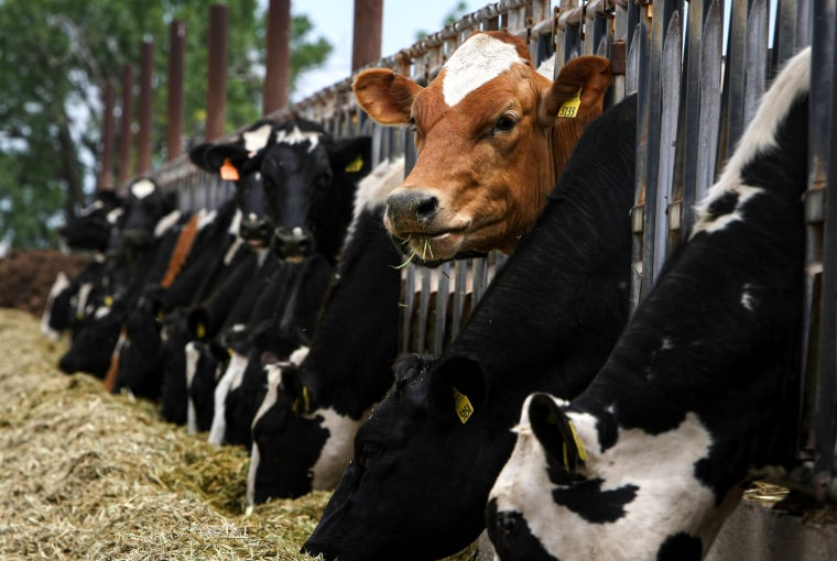 Cows eating hay.