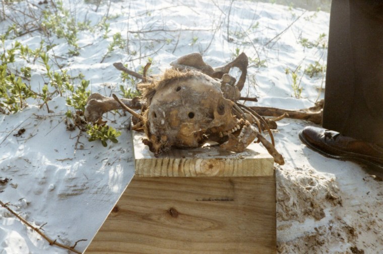 A skull and other remains on a wooden plank on the beach