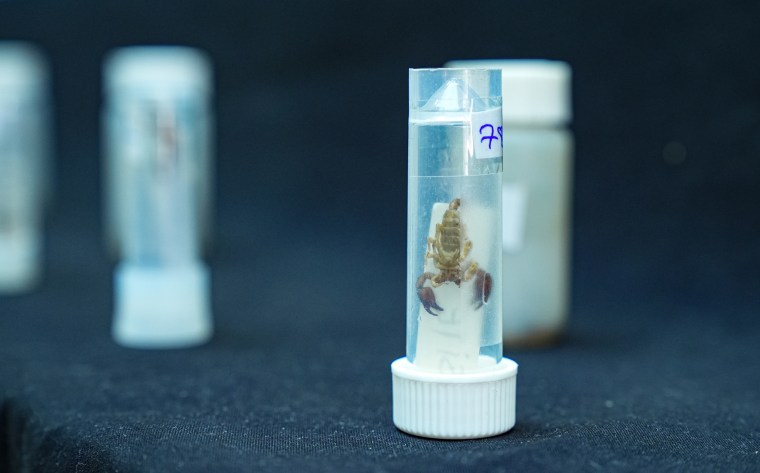 Scorpion in a test tube on a table of evidence