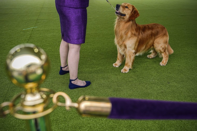 Meet the Westminster dog show winners