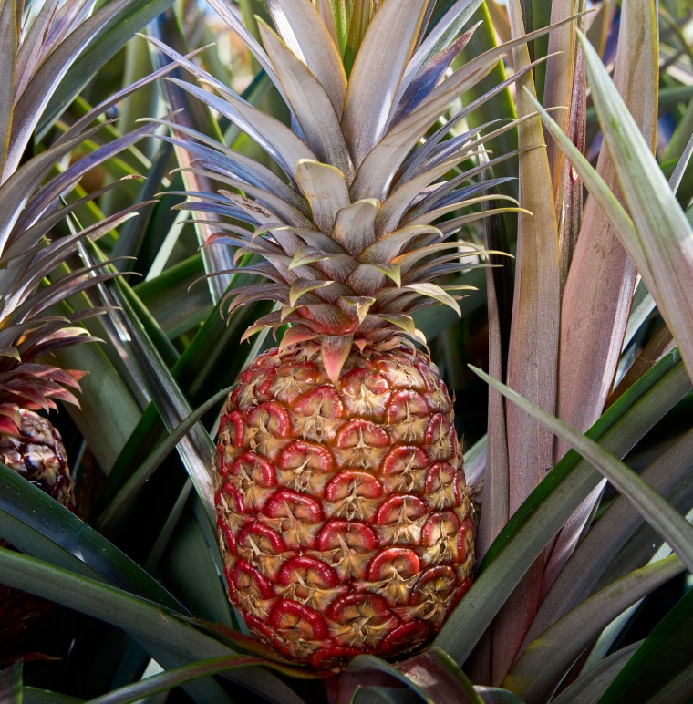 A Rubyglow pineapple.                   
