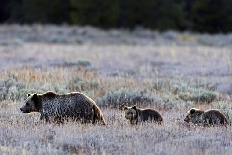 Army veteran seriously injured by grizzly bear protecting her cub at ...