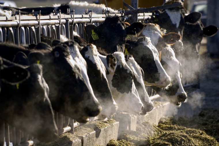 Cows at a dairy farm.