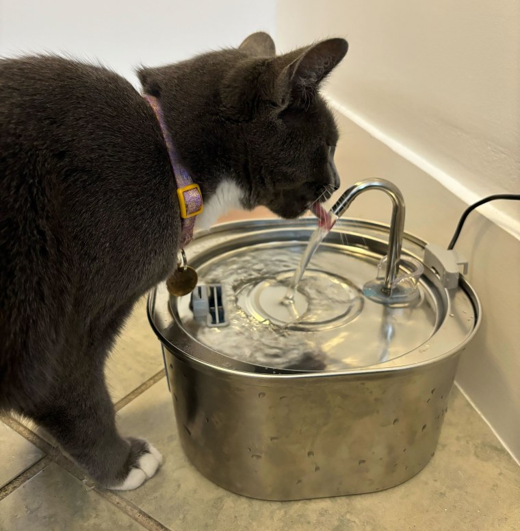 Cat using the Pektaco Cat Water Fountain