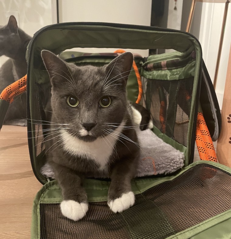 Roverlund's pet carrier is available in a large size, which is great for big cats like Enzo.
