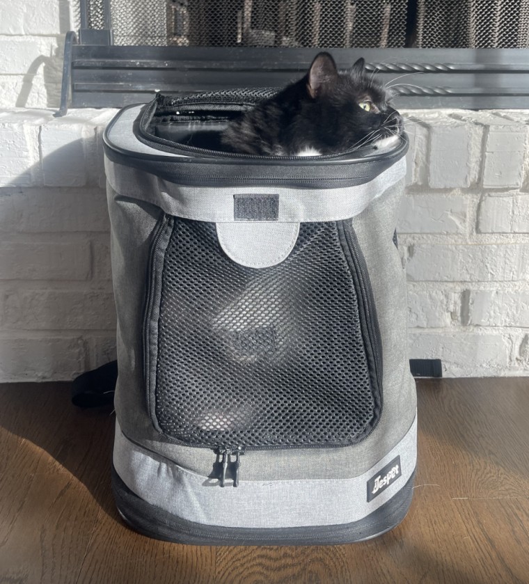 Sammy's owner can lay the backpack down or sit it up while he's inside it.