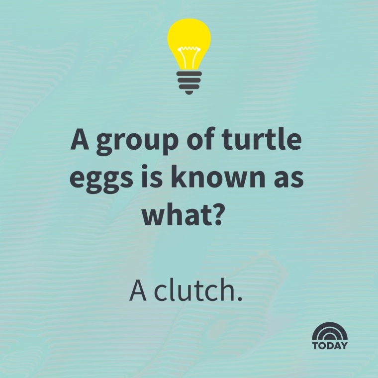 Animal Trivia