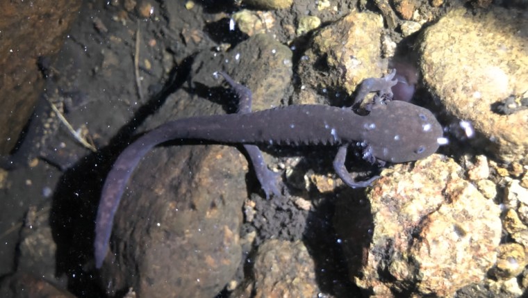 Un ejemplar de Axolote de los Volcanes en un arroyo cercano a Río Frío, al oriente de la Ciudad de México.