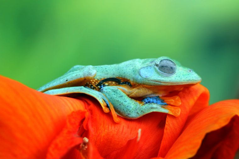 Javan tree frog sleeping on a flower.